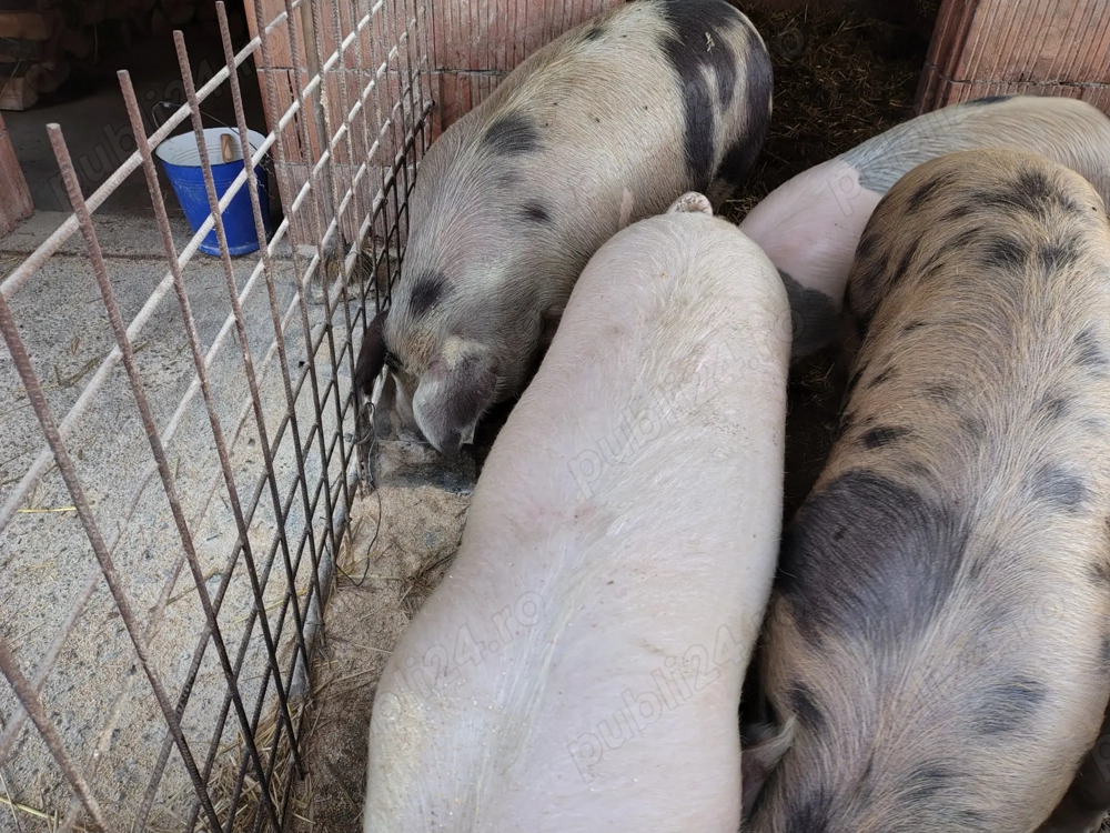 Vând porci de carne 100-150kg