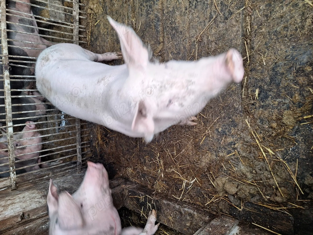 Vând porci 80-90 kg