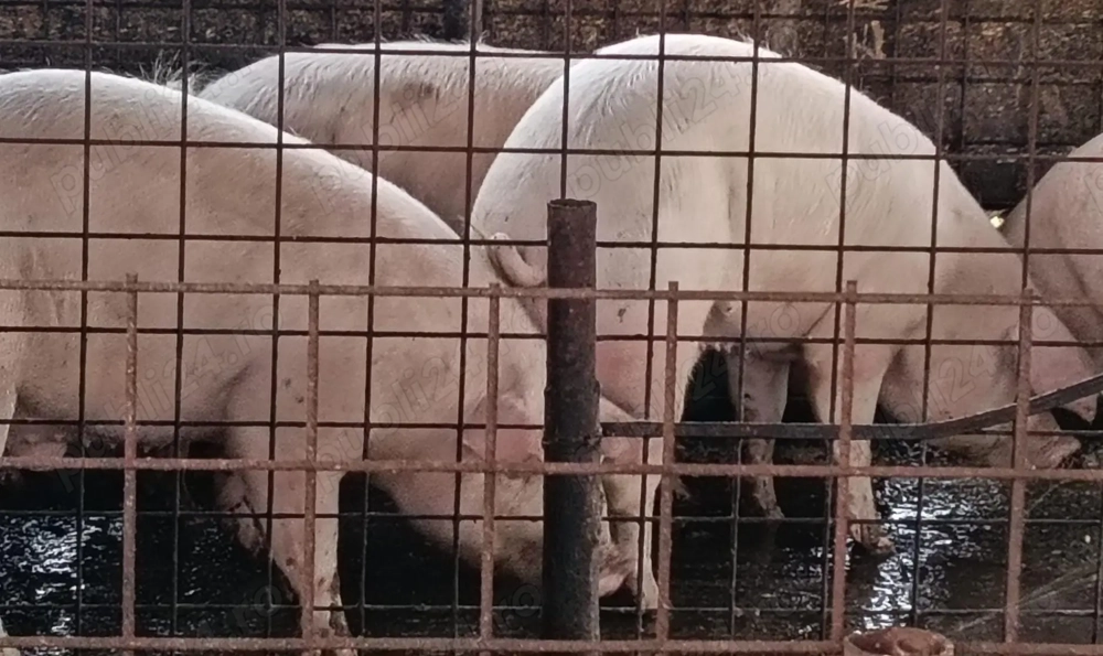 Porci pentru Craciun