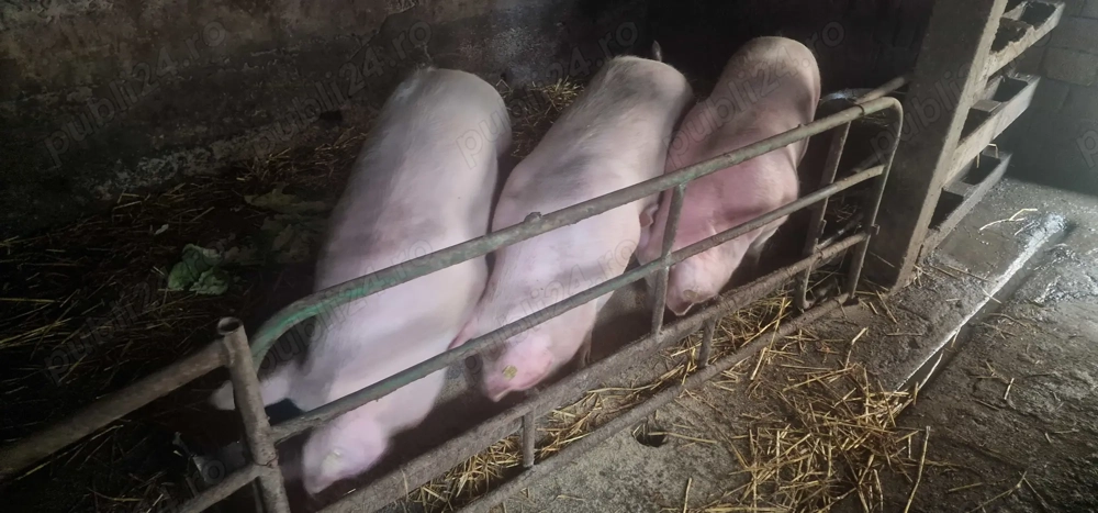 Porci de vanzare in Urziceni 