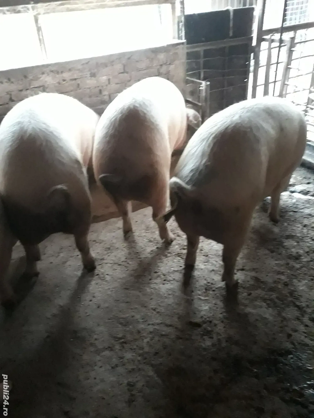 vand porci 180-200 kg