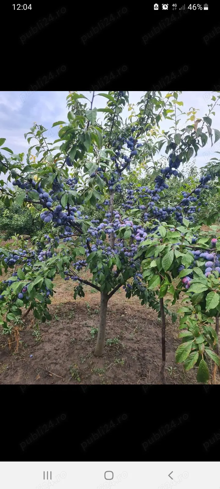 Toaletare pomi fructiferi