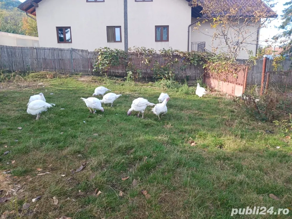 Vând curci crescute în libertate hrănite cu porumb