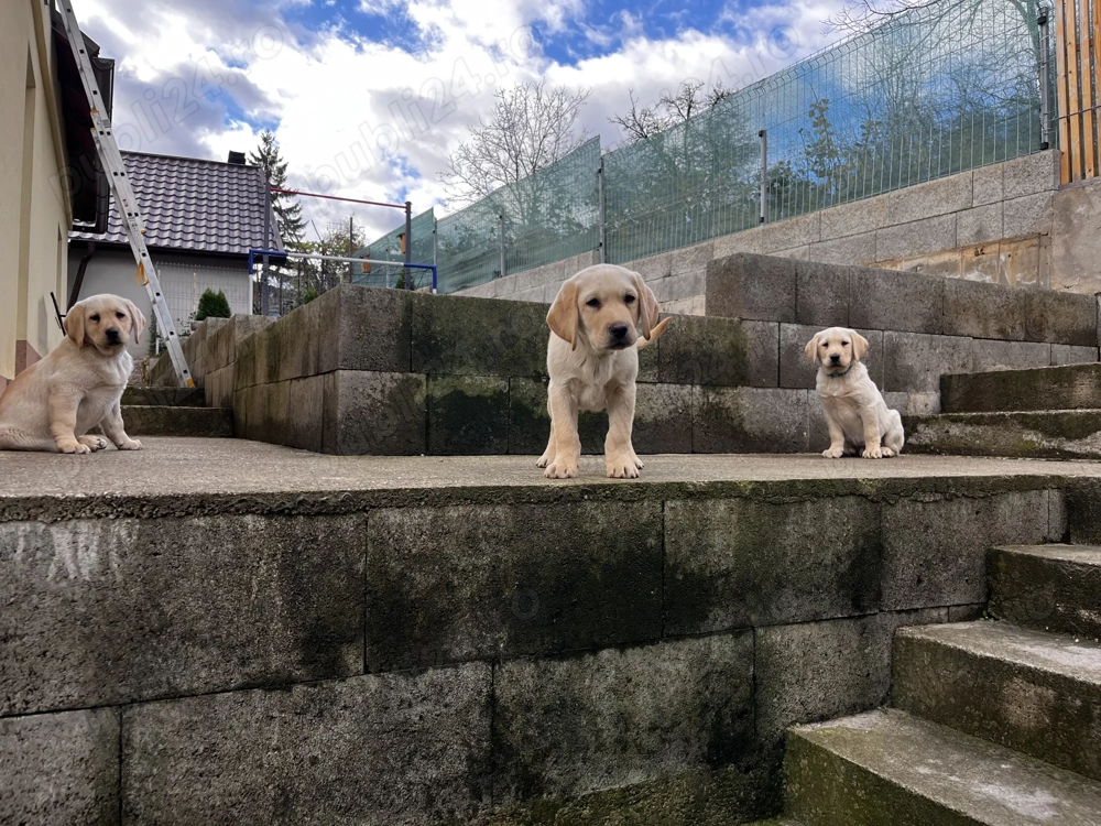 Vând Femela Labrador Retriever !!