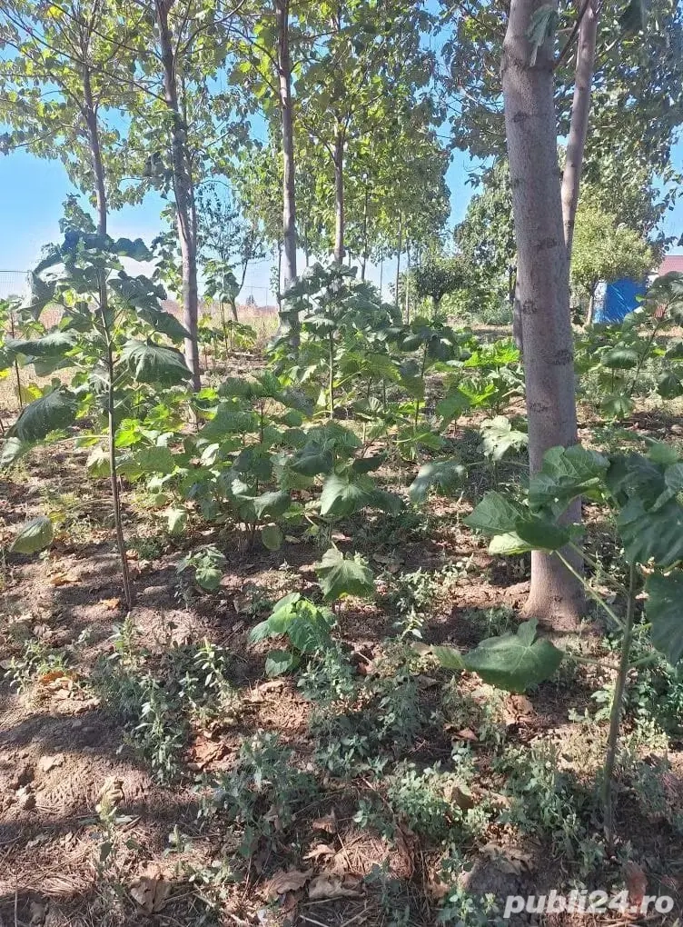 Vand puteți de paulonia lemnificati 10 lei buc cu lungimea cuprinsa intre 50 si 100 cm