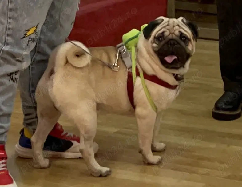 Mops 1 an și 7 luni