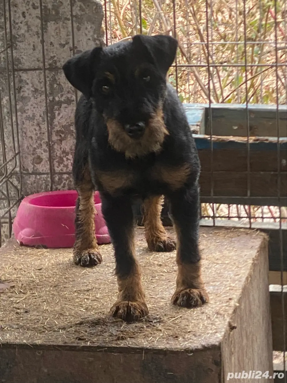 Femela jagd terrier jagdterrier 