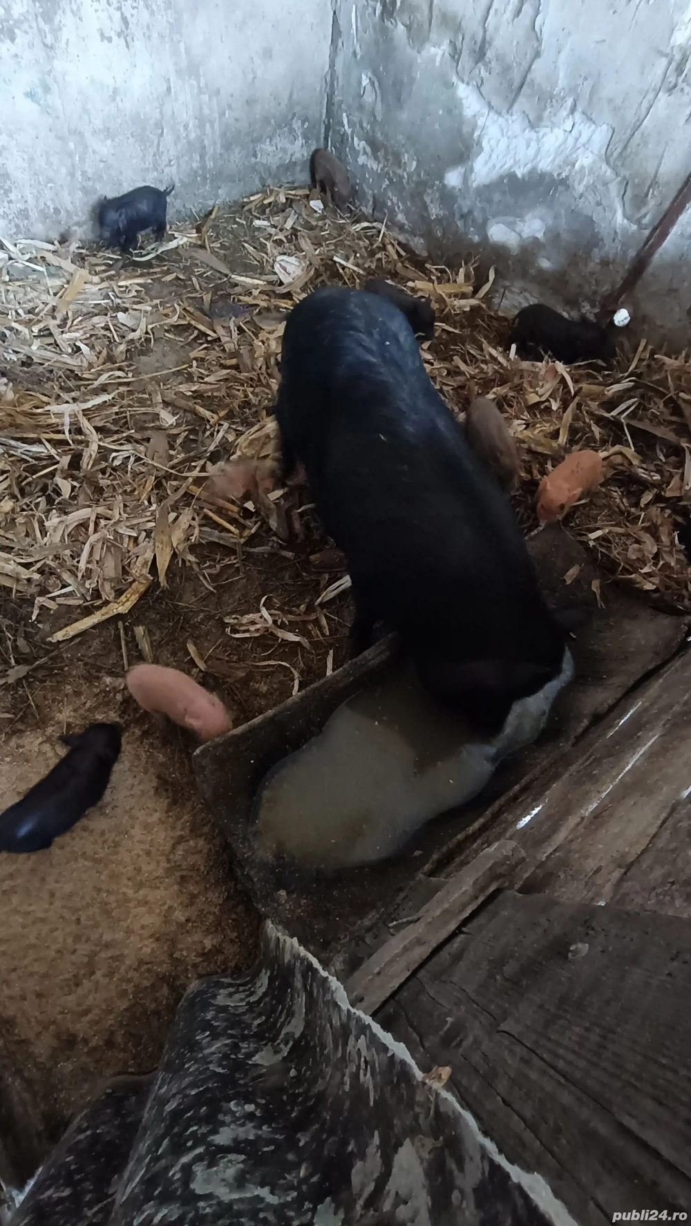 Vietnameza cu 10 purcei