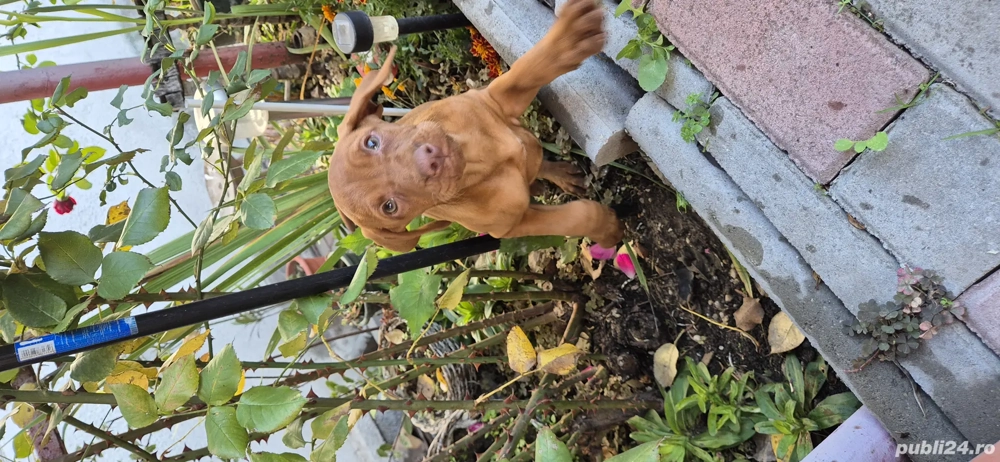 Cateluse Vizsla