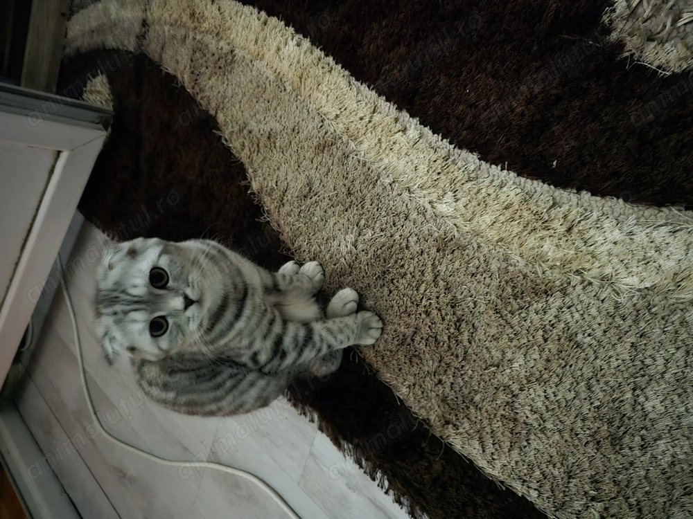 Vând pisici de rasa  British & Scotish foold