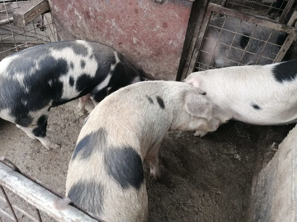 Porci de vanzare crescuți natural 