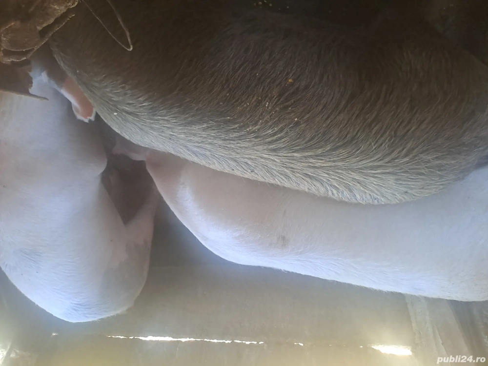 Vand porc crescut bio.