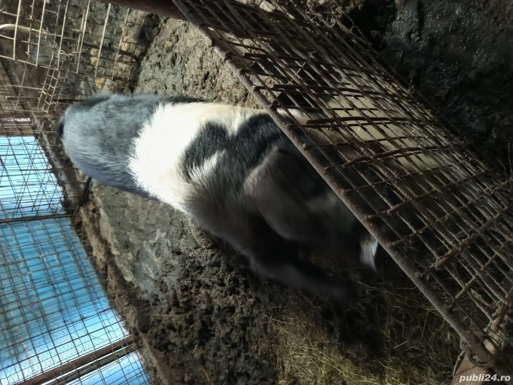 porc bazna original pentru masa de crăciun 