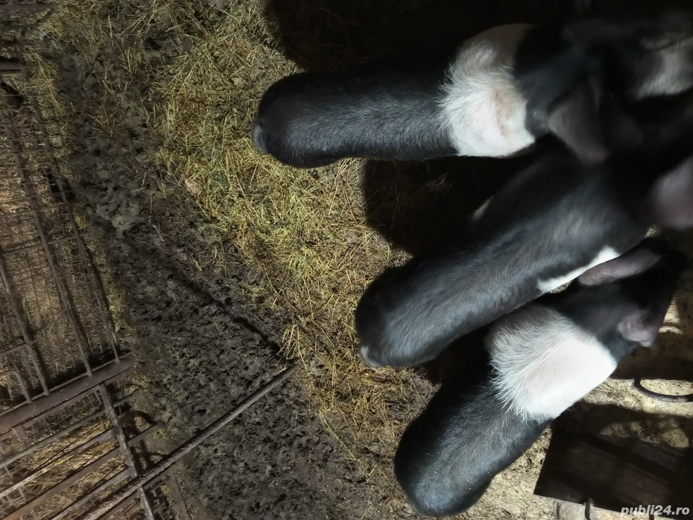 purcei bazna pentru reproducere rasa originala dețin ambi părinții 