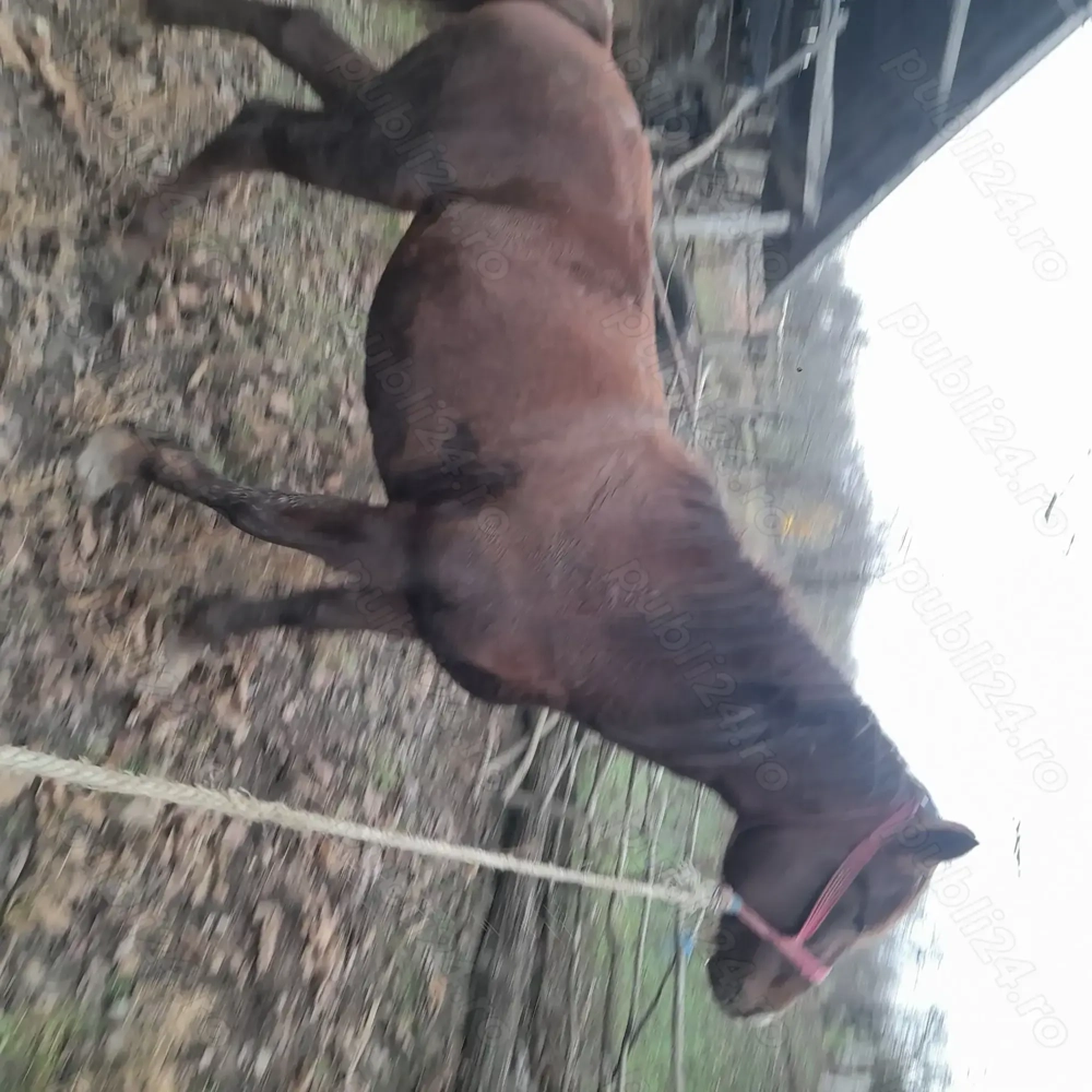 Iapa de vânzare sau schimb cu vaca