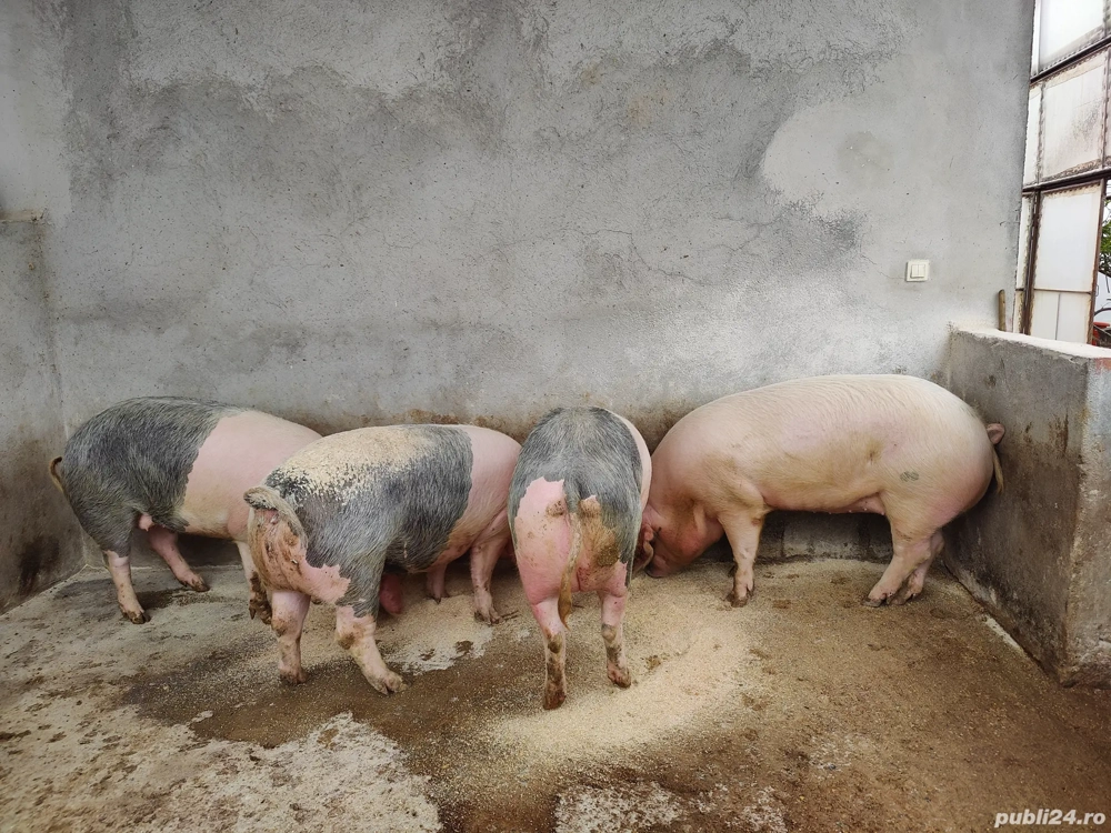 Porci grasi de vanzare