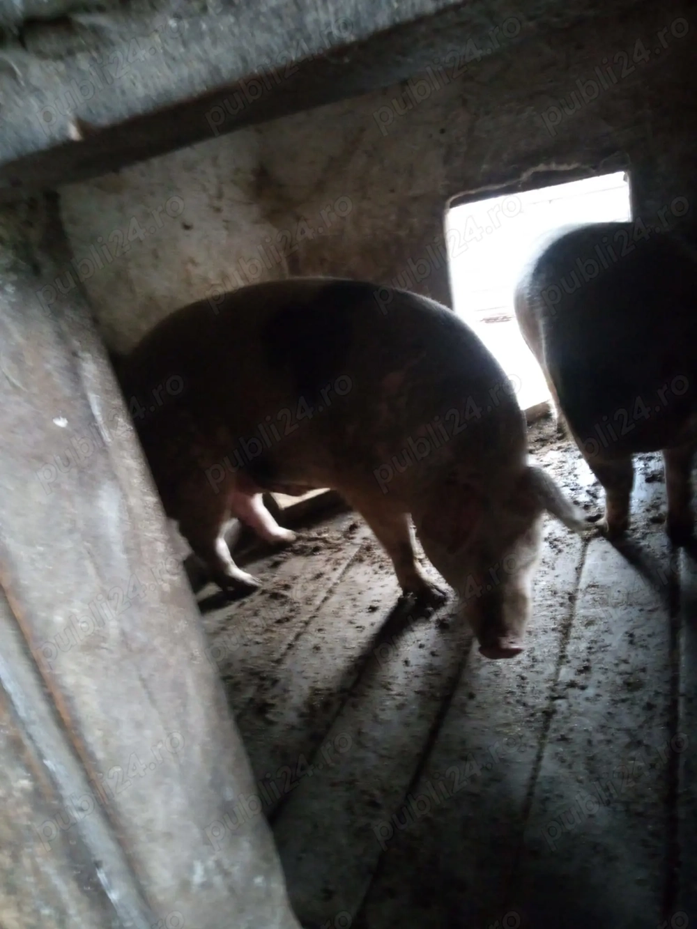 Vând porci pt sacrificat 