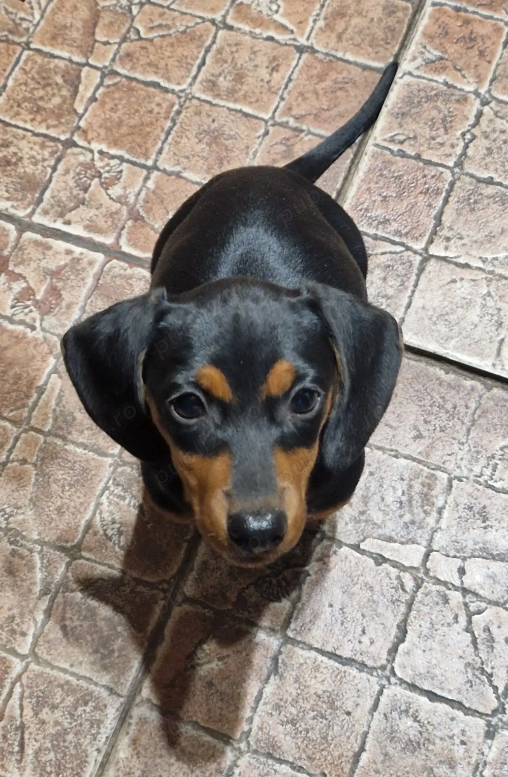 Vând cățelușă Teckel original