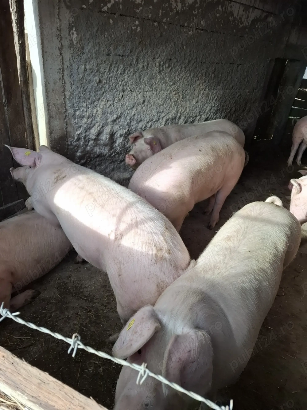 Porci landras (de carne)