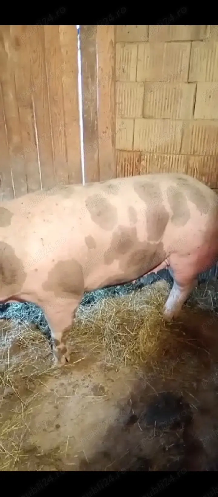 Porci de vânzare landrace cu pietran 180 190 de kg