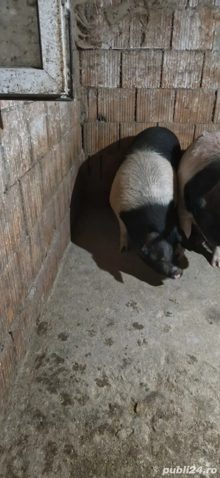 vând porci crescuți natural 