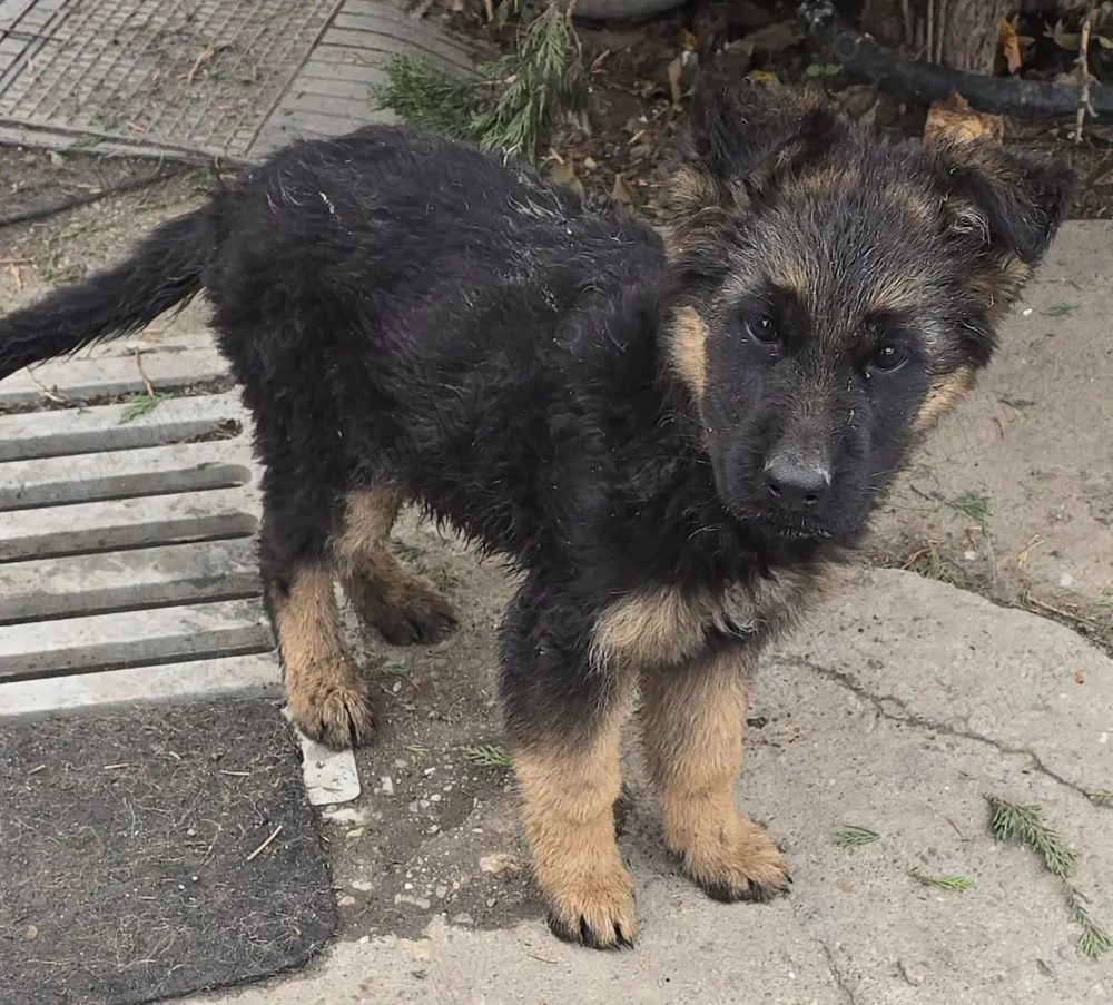 Vând pui de ciobănesc german