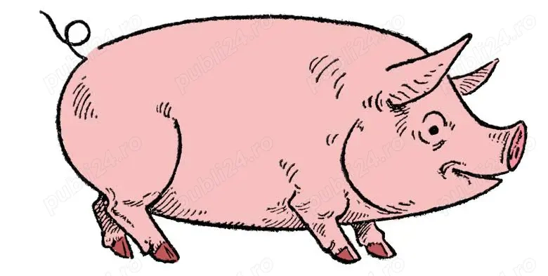 vand porc Stoilesti, Valcea