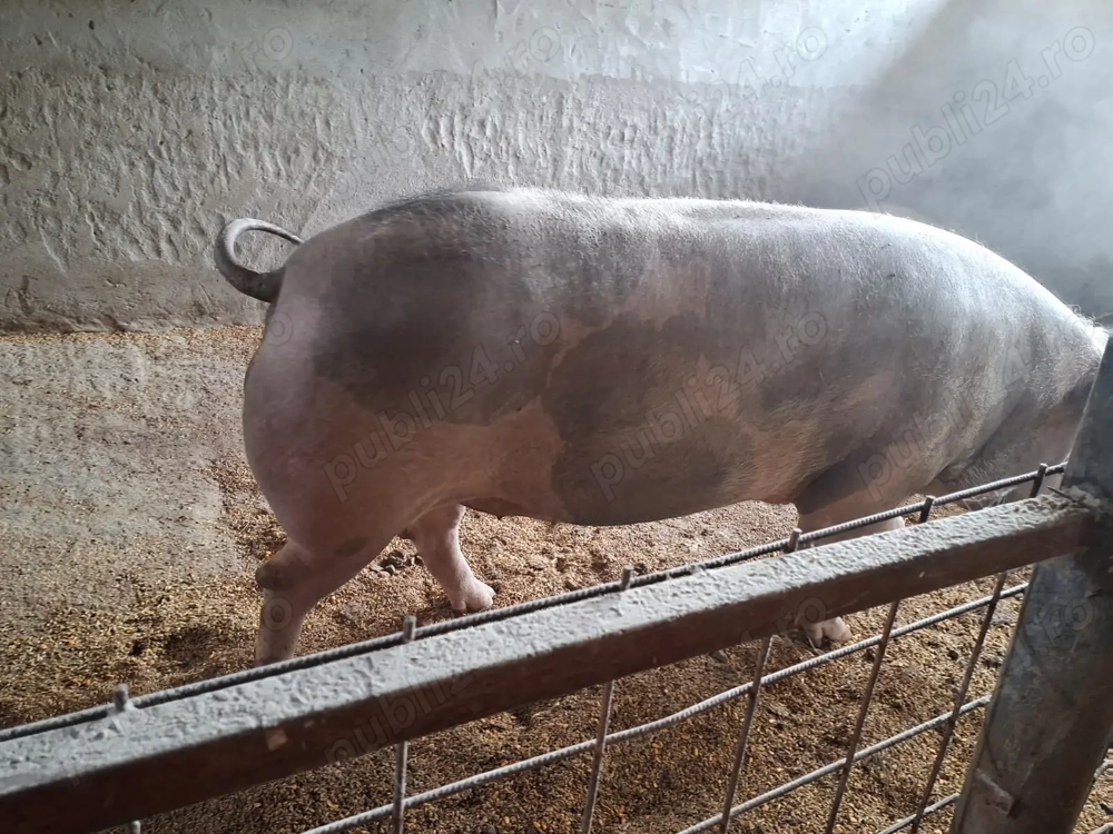 Porc pietran 400-500kg