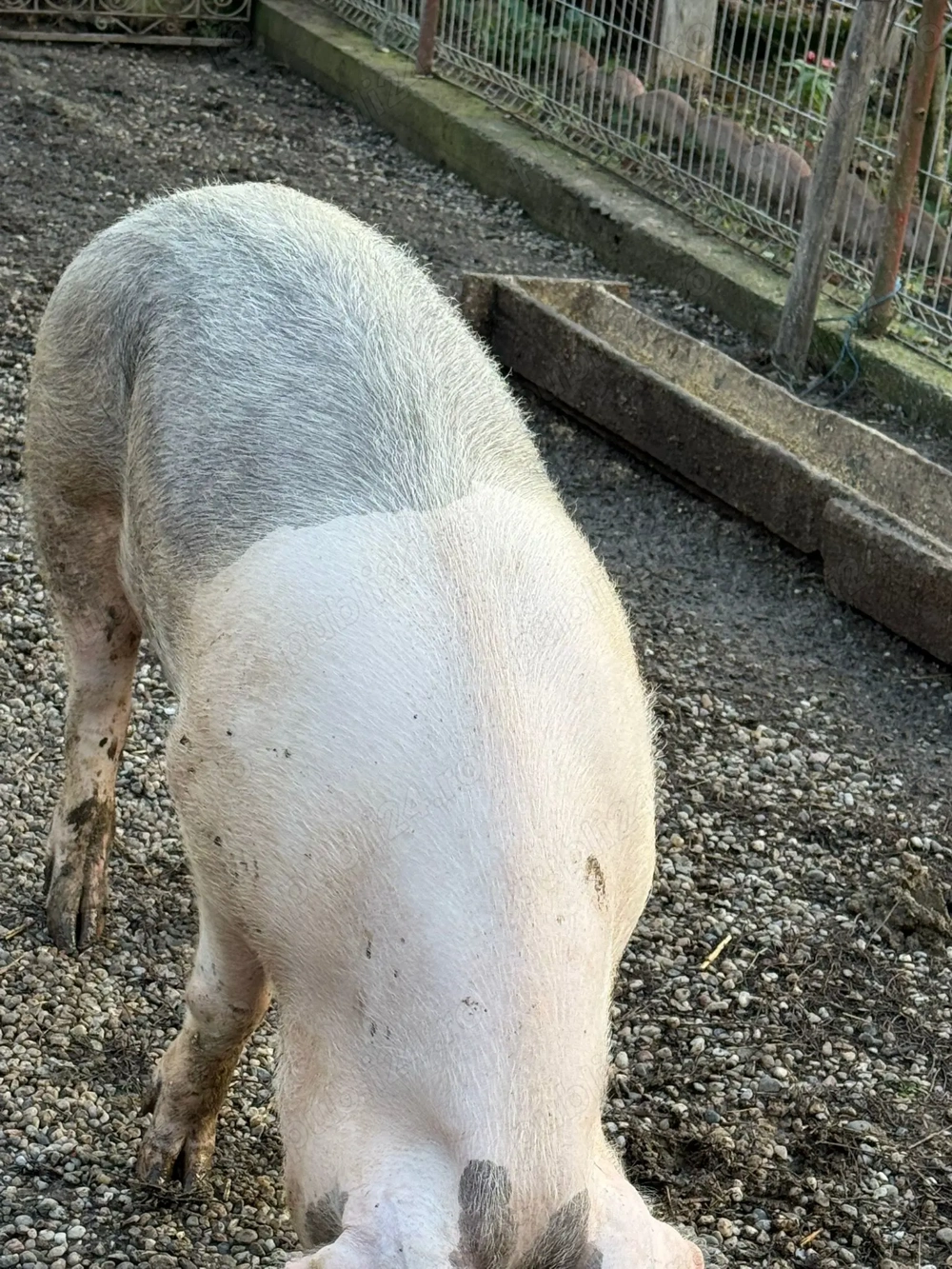 Vand porc pentru sacrificat 