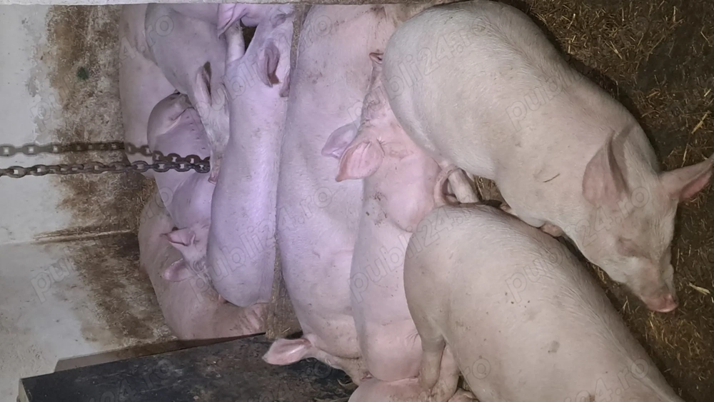 Scrofite de reproductie marele alb cu landras bine dezvoltate