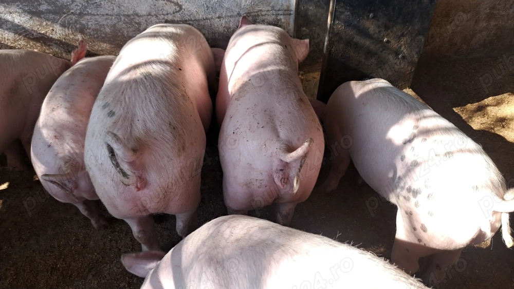 Porci 80 ,110,120,130 kg rasa marele alb cu landras