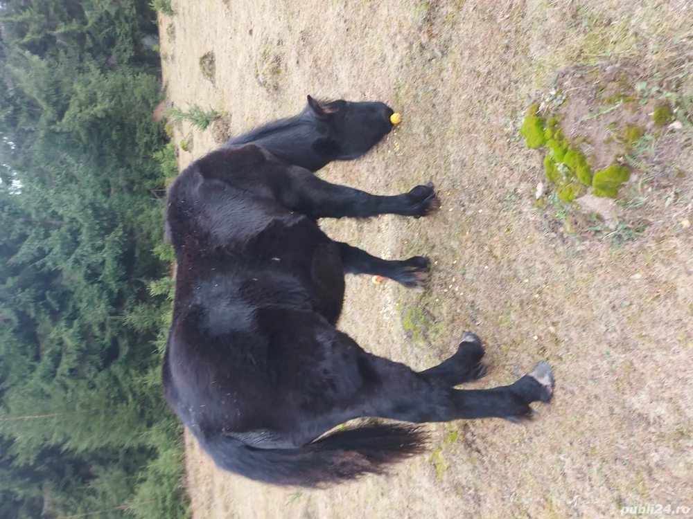 vand un manz semigreu