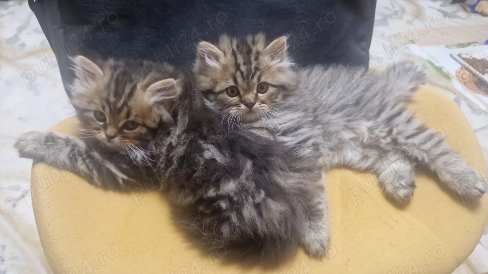 In căutarea de casa nouă 