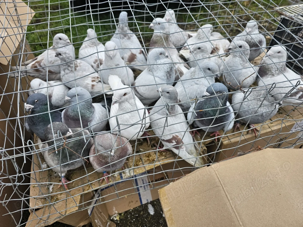 Porumbei voiajori standard pui si maturi