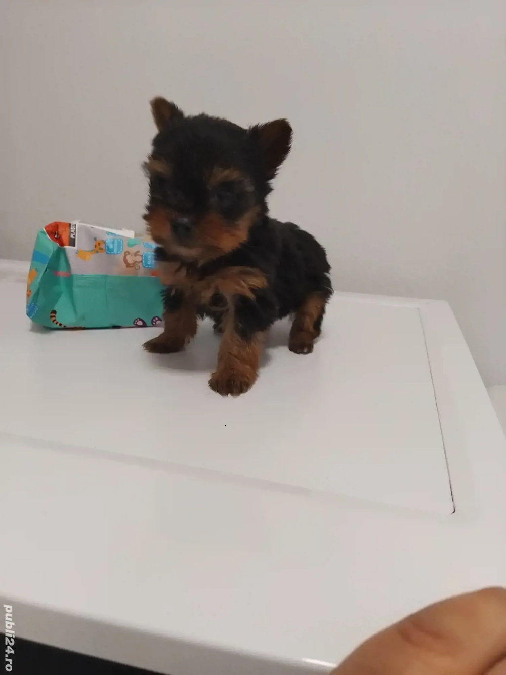Yorkshire terrier toy 