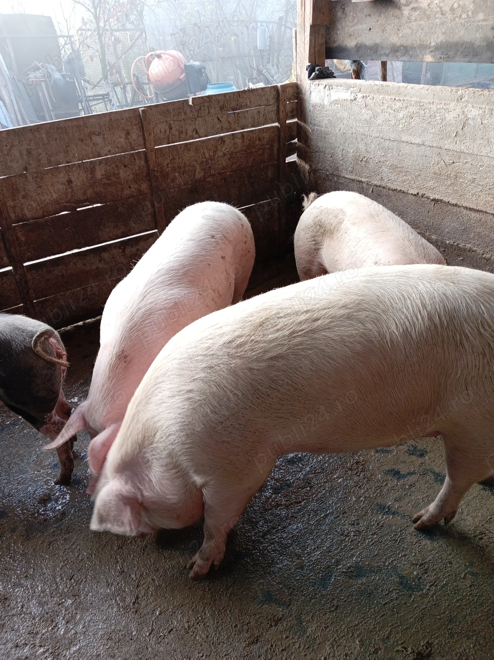 Porci grași de vanzare