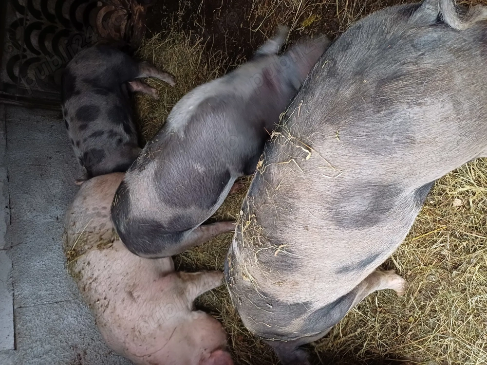 Porc pt tăiat de vanzare