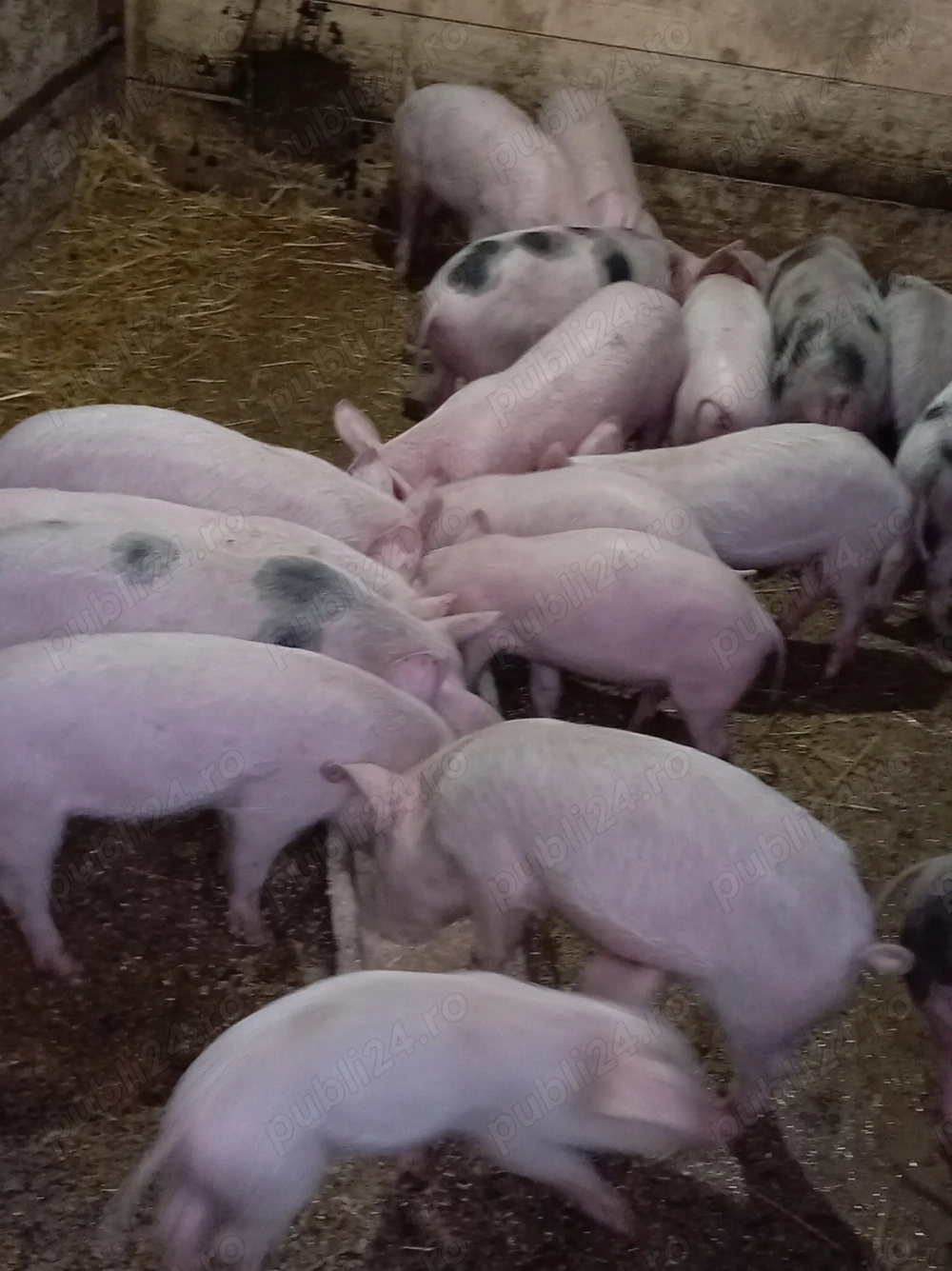 Purcei de 10 săptămâni de vânzare preț 350 lei bucata negociabil detalii la nr de tel   