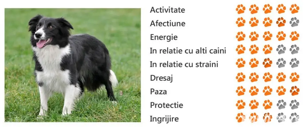 puiuti border collie 