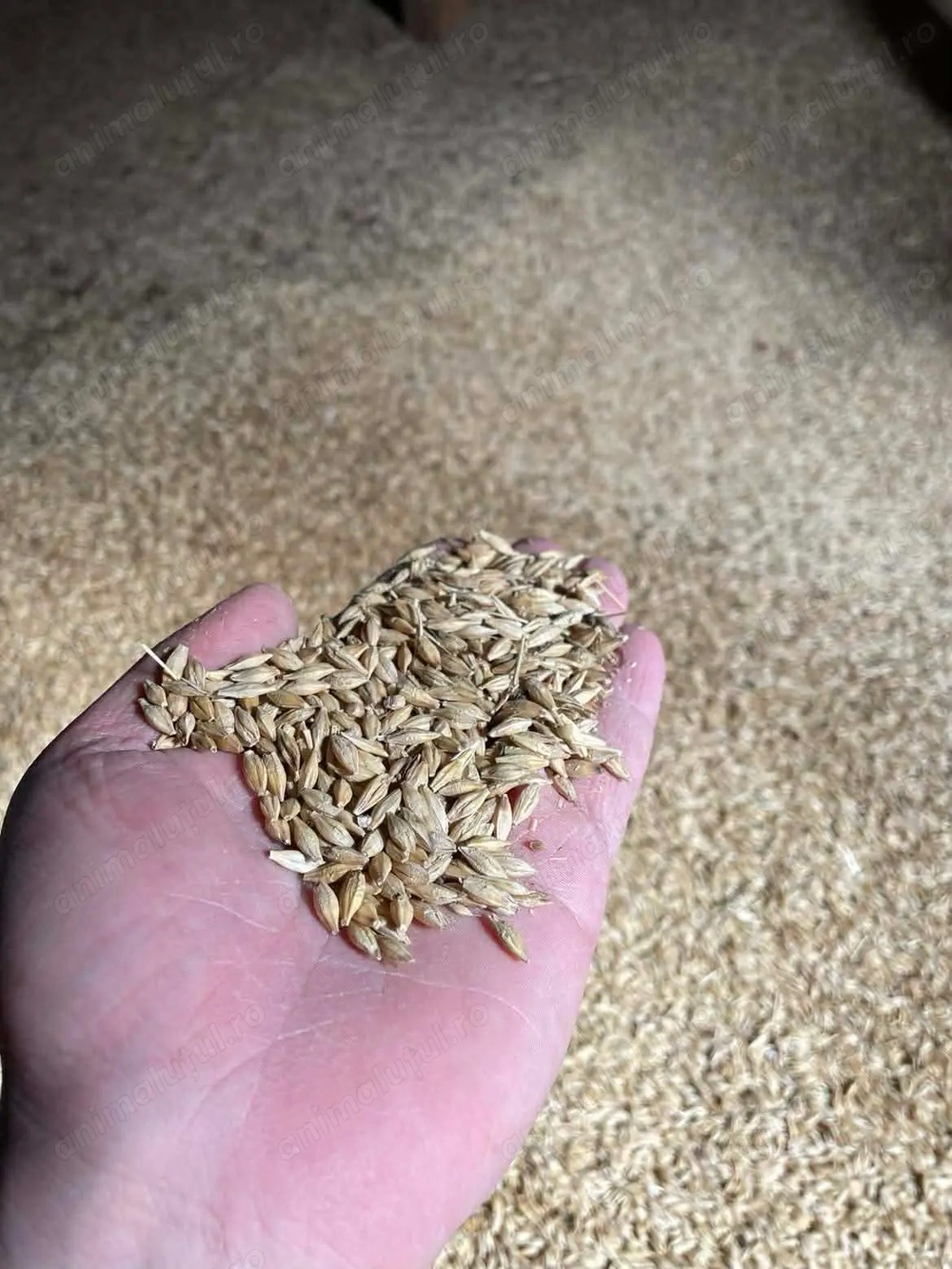 Orzoaica de primăvară 