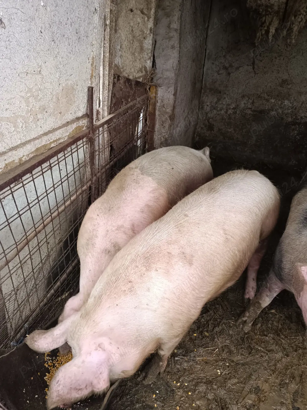 Vând porci movila miresii 