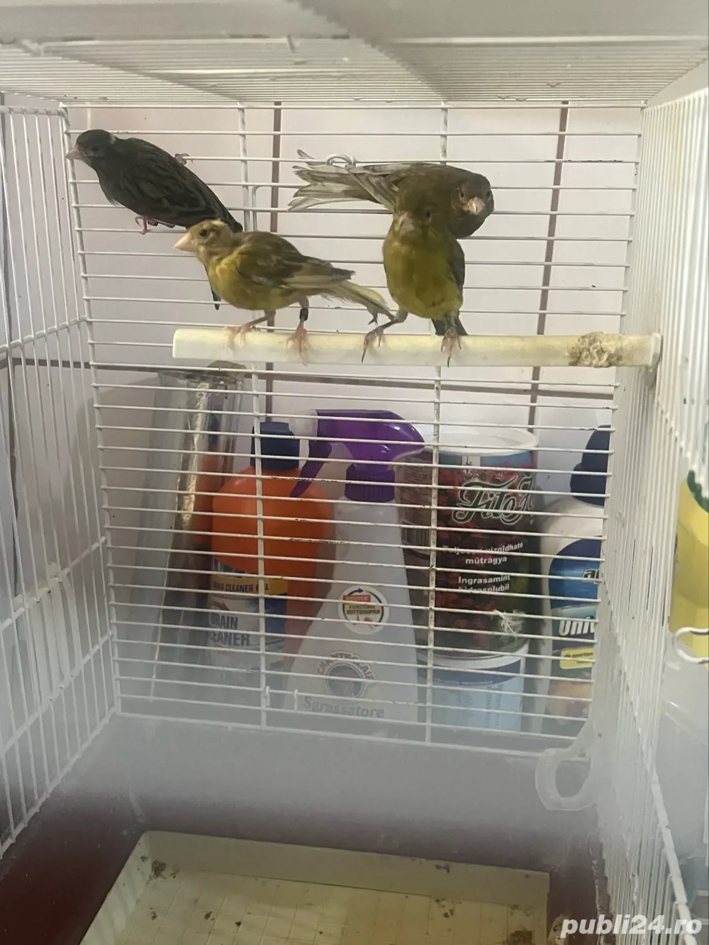 canari razza espaniol