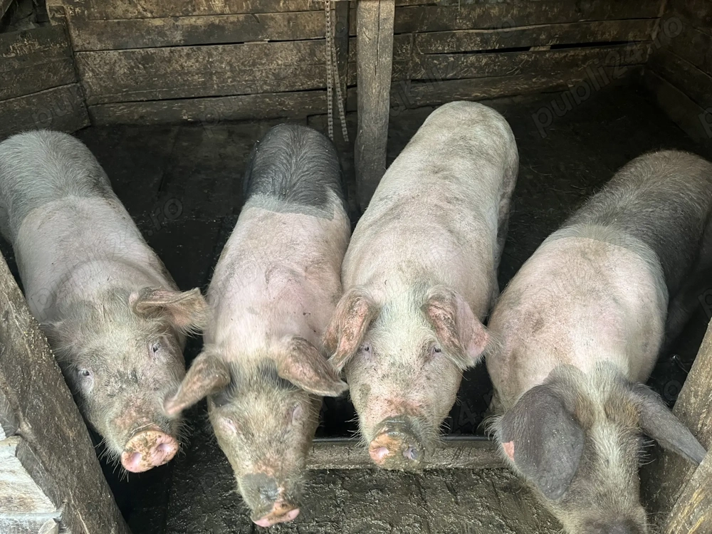 Se vând 4 porci de sacrificat 