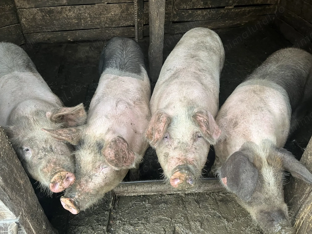 Se vând 4 porci de sacrificat 
