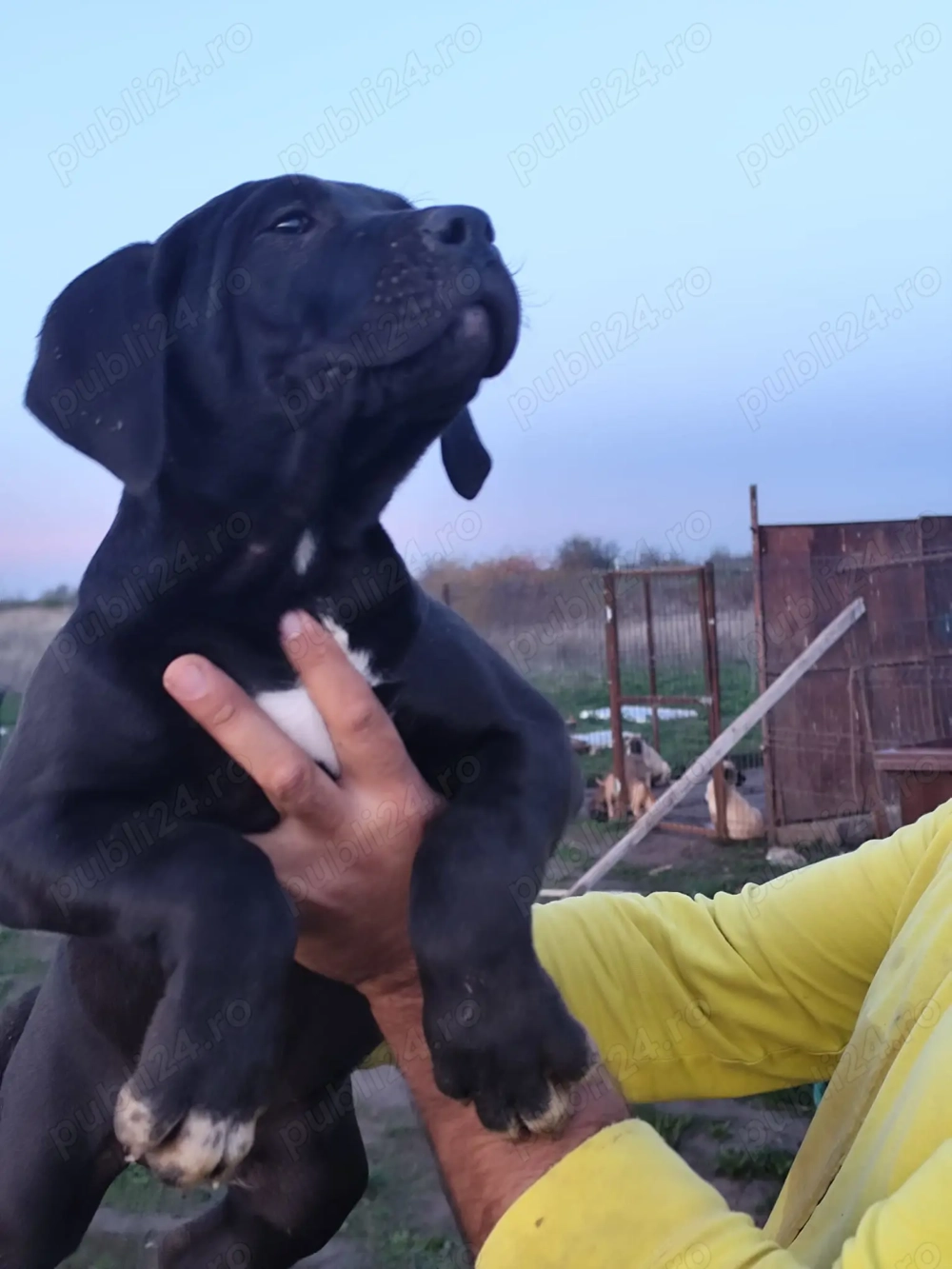 Vand catei presa canario 