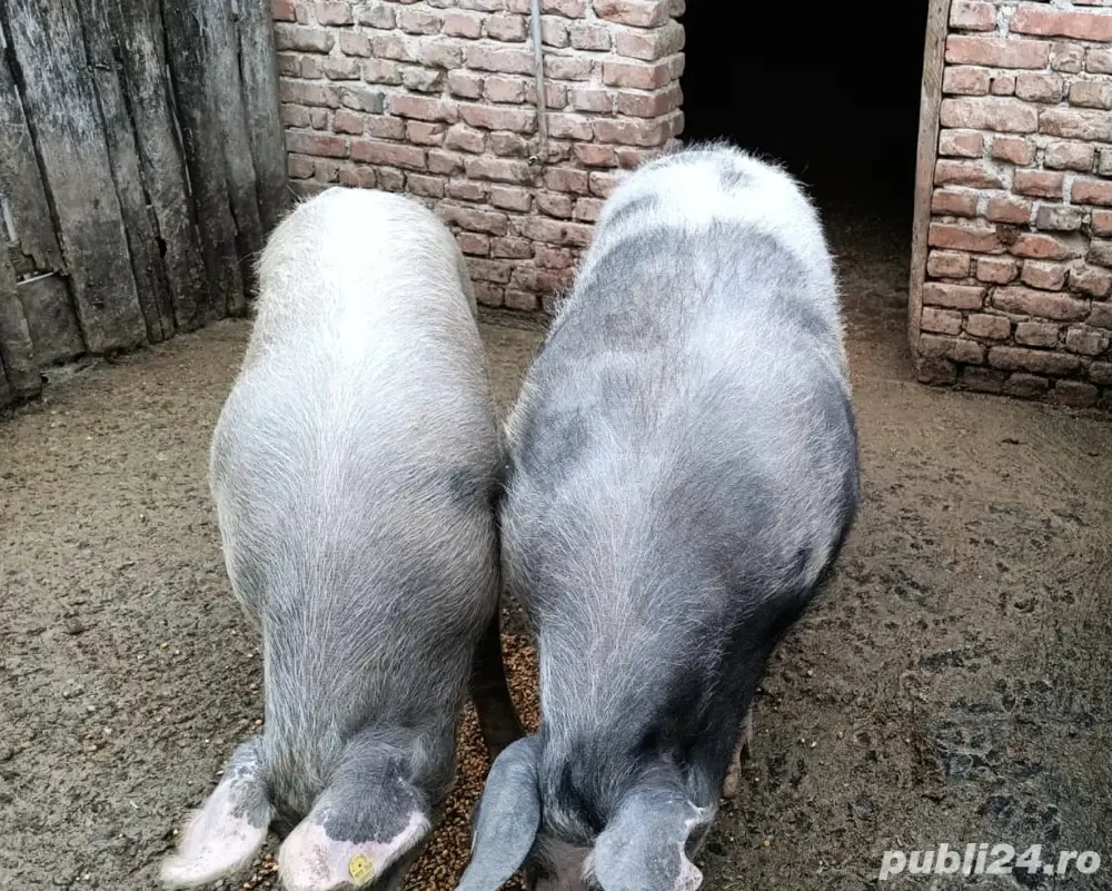 Vând porci 100-270 kg