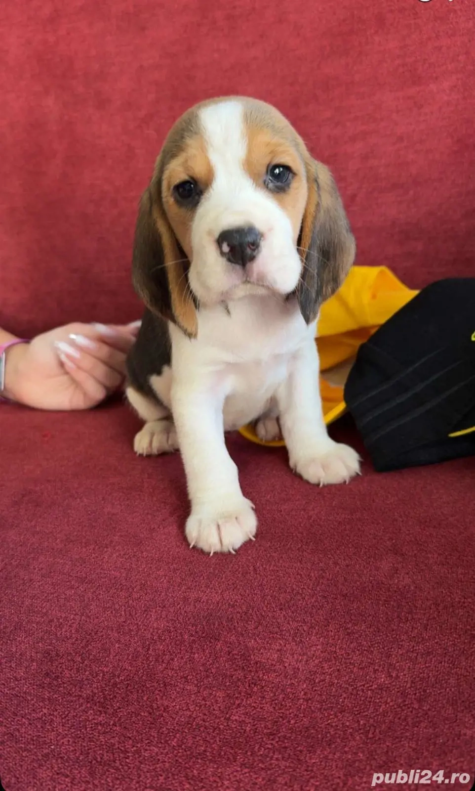 Beagle pui fetita
