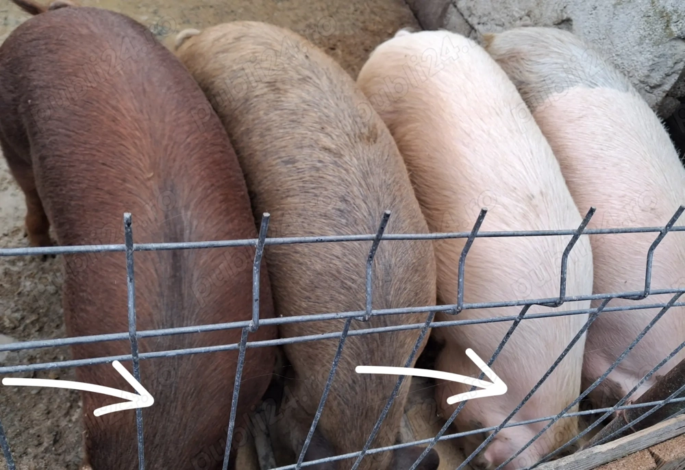 Porci pt sacrificat!