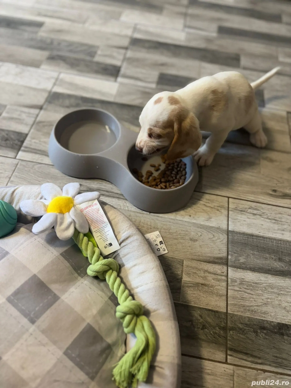 Fetiță Beagle bicolor 