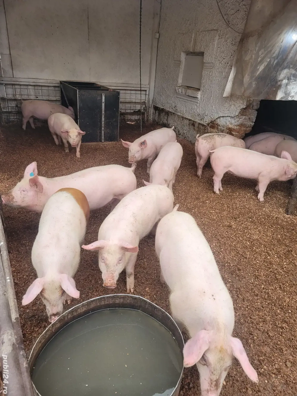 grăsuni de vânzare